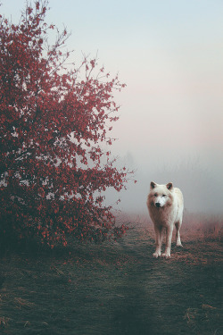 plasmatics-life:  Untitled ~ By Alin Gabriel 