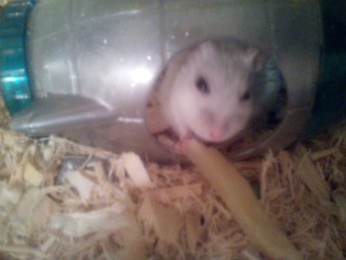 declassified; have a picture of my hamster, Mercutio, whom I bribed with a fry to get to stand still