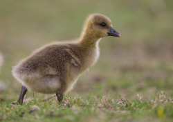 Avianeurope:  Juvenile Greylag Goose (Anser Anser) &Amp;Gt;&Amp;Gt;By Nis Lundmark