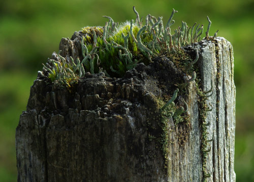 Cladonia Copse - #FencepostOfTheWeek
