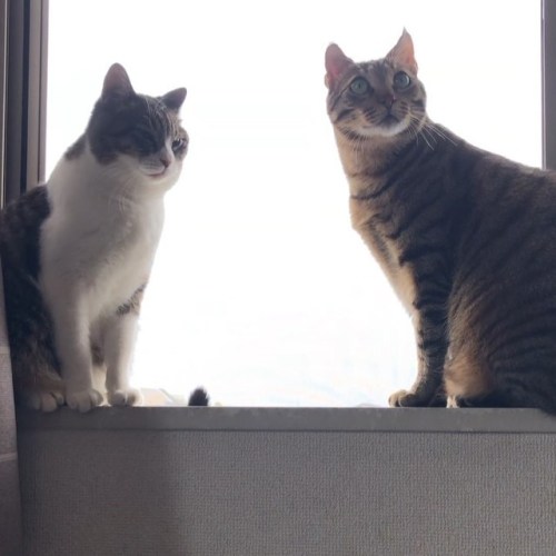 窓辺好きな姉弟。 . ドタバタ6月がやっと終わりが見えてきた…。いやー本当にしんどかった。 美味しいものが食べたいなー #nemanyan #ilovecats #キジトラ男子部 #窓猫