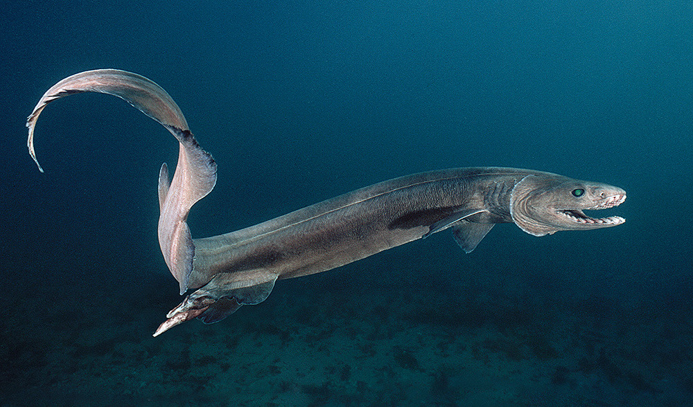 daily-deep-sea-friends: Your Deep Sea Friend of the Day: Frilled Sharks! Look at