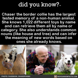 did-you-kno:  Chaser the border collie has the largest  tested memory of a non-human animal.  She knows 1,022 different toys by name  and can retrieve them all by name or  category. She also understands common  nouns (like house and tree) and can infer