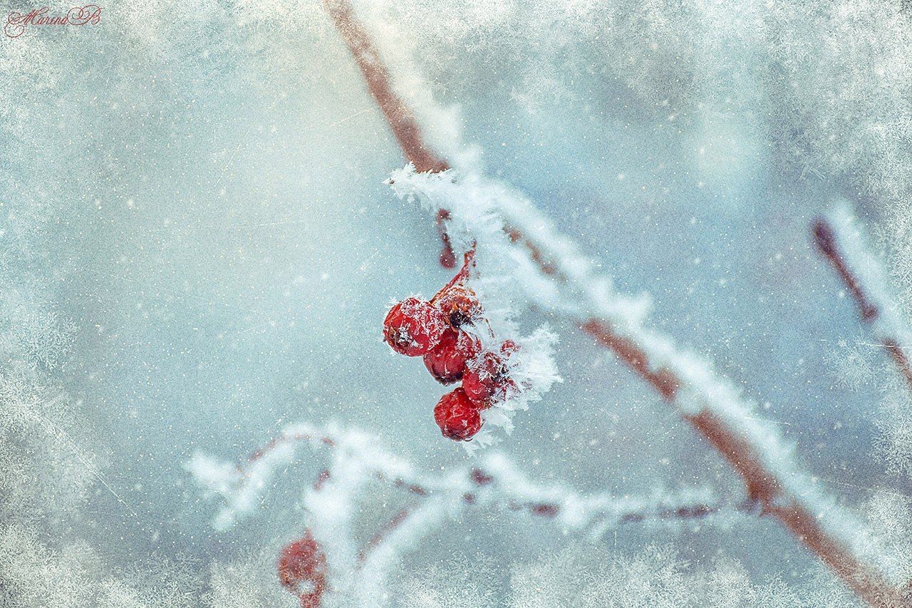 syllirium:  beautifulklicks:  Winter fairy tale Marina Bozhko