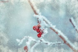 syllirium:  beautifulklicks:  Winter fairy tale Marina Bozhko