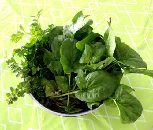 thefoodarchivist: Spring in the garden in Greece The parents are currently growing spinach, chard, l