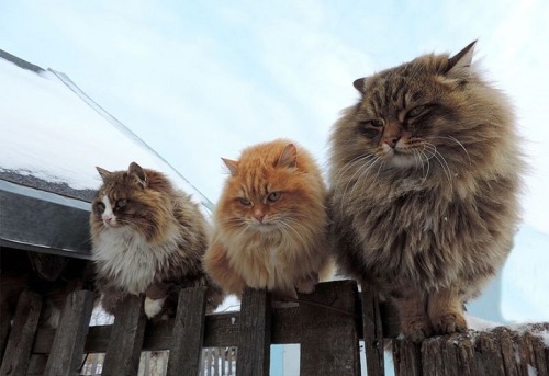 best-of-memes: Siberian Cats !!