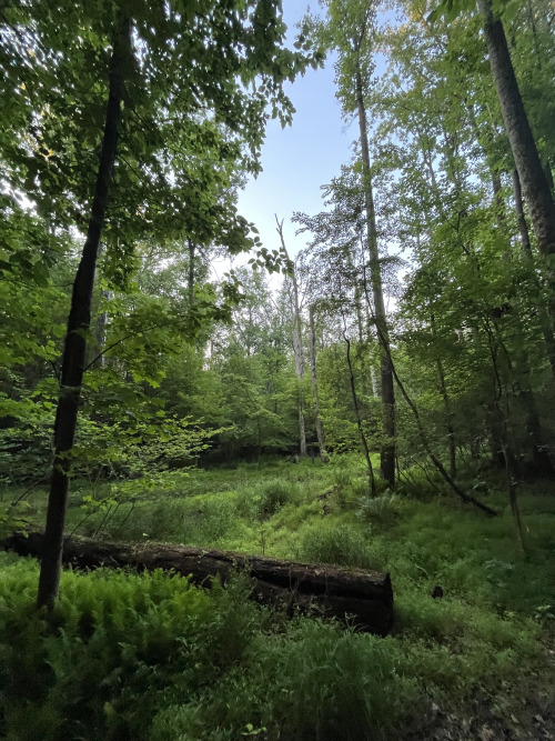 photo: David Castensonyesterday late afternoon walk