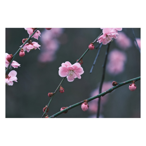 “  Flowers And Plants   ”
