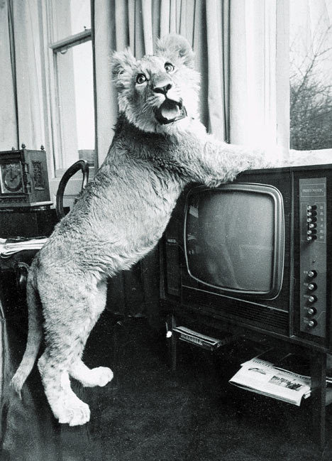 wolverxne:  "A Lion Called Christian" Christian was a lion originally purchased by Australians John Rendall and Anthony "Ace" Bourke from Harrods department store of London, England, in 1969 and ultimately reintroduced to the African wild