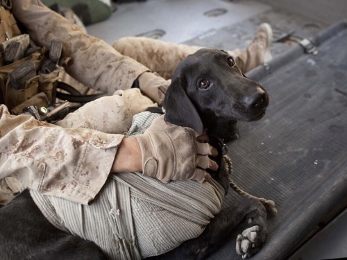 lil-pistol-bang-bang:  southernsideofme:  All Service Dogs Go To Heaven 🇺🇸  😭💚  Yep 👍🏾 