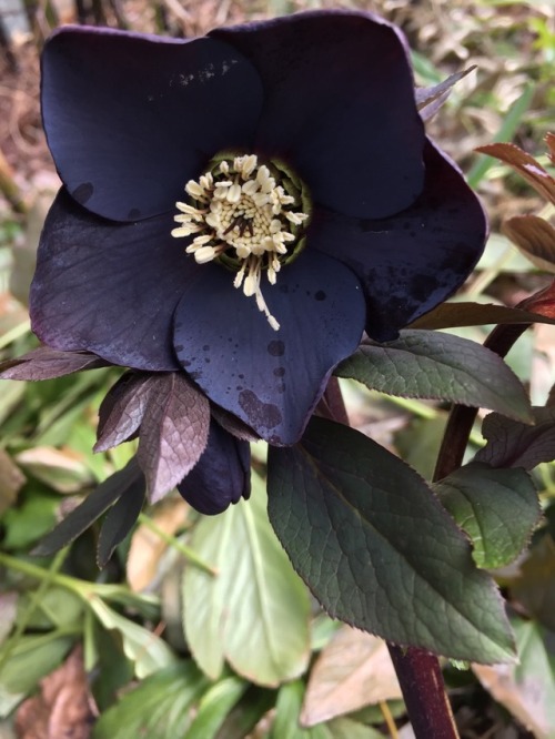 5-and-a-half-acres:Dark purple hellebore again.