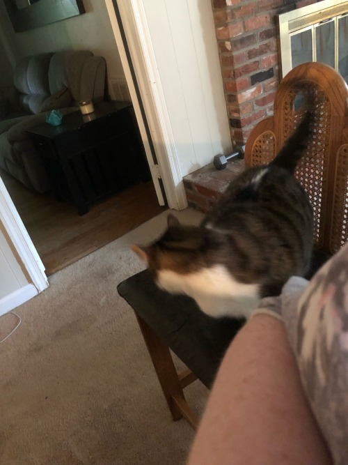 a picture of my cat, Aravis, sitting on and attempting to leave a tall chair. her form is blurred from motion