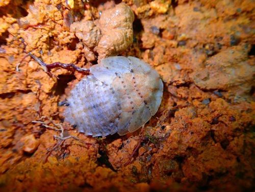 onenicebugperday:Cockroaches and nymphs in the genus Pseudophoraspis Found in Southeast AsiaPhotos 1