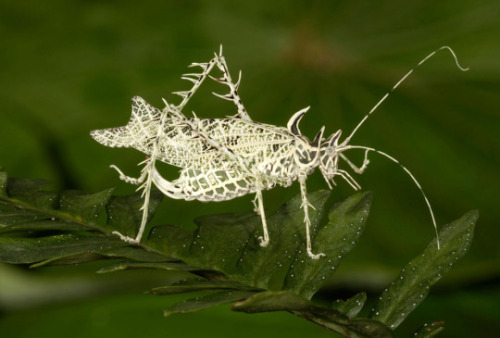 libutron: Lichen Katydid - Markia hystrixKatydids comprise a diverse group of insects particularly w