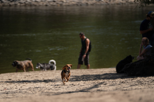 Labor Day For The Dogs At Minnehaha Park