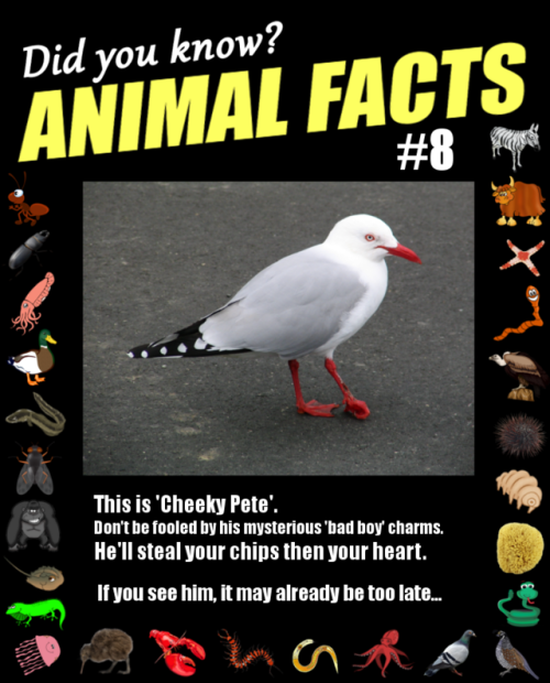 animal facts