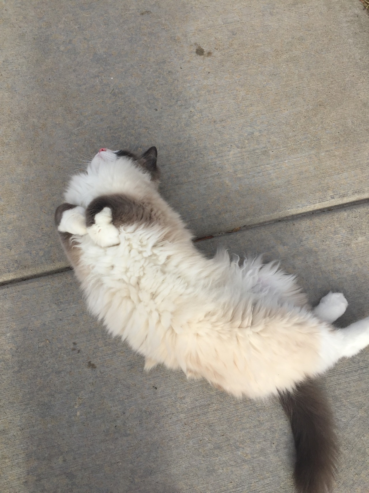 jordysnelson:  so majestic, so friendly 