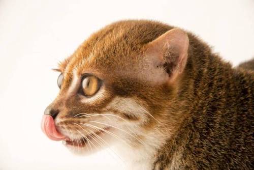 end0skeletal:Lesser-known small wild cats photographed by Joel Sartore1. Margay2. Jaguarundi3. Black