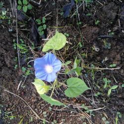 Tnfarmgirl:  Found This Little Beauty All Alone In The Hay Field. :)  That’s A