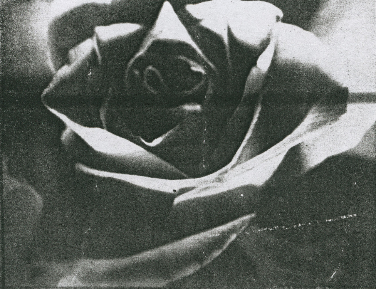 bright rose
photocopy