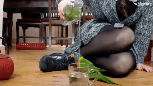 gifsboom:  Parrot Does ‘Rain Dance’ When He Hears Running Water. [video] [Caters Clips] 