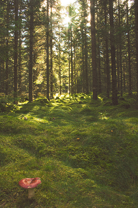 seidur:  Today I have tried to mend my mind with the power of soil, sound of ravens singing, the touch of moss. And I’m certain your warm spirit slumbers among the roots and leaves. When spring comes again, you will be back with it; among the first