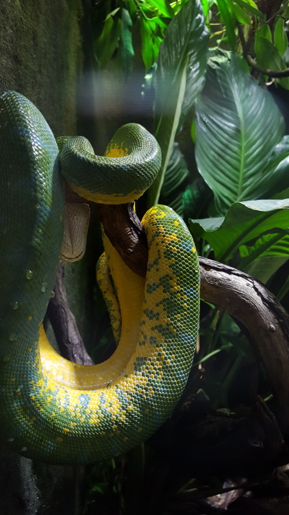 grenn and yellow snake