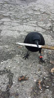 mountains-of-meaningless-birds:  kosmosxipo:  iheartcrows:  I’ve said it before, I’ll say it again: Don’t piss off crows.  @mountains-of-meaningless-birds JADS NO!!  &gt;:M  His demands are scones, muffins, and gentle pats on the head 