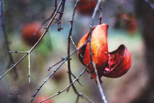 pomegranate