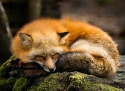 beautiful-wildlife:Red Fox by © Waitandshoot