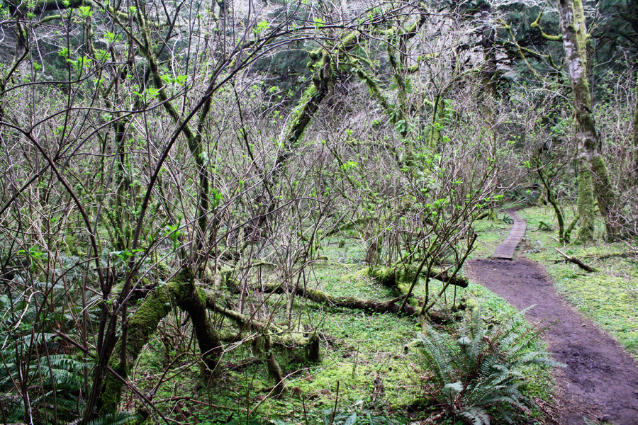 bright-witch: The Nature Conservancy//Forest Service’s Cascade Head Trails ♢