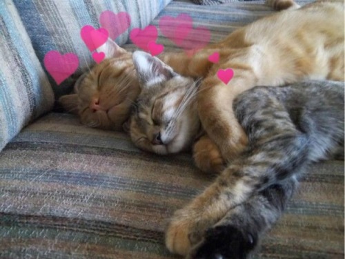 lesbianheart: Cuddling cats moodboard