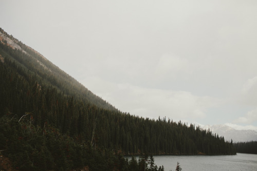 allisonseto:  Trees around the lake // Kananaskis AB 