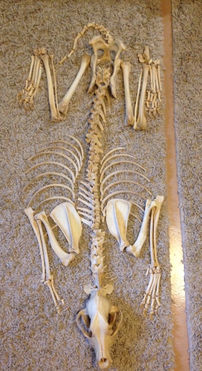 topaz4girl:Nearly complete dog skeleton I received from snakesandkittens!! His bones are really text