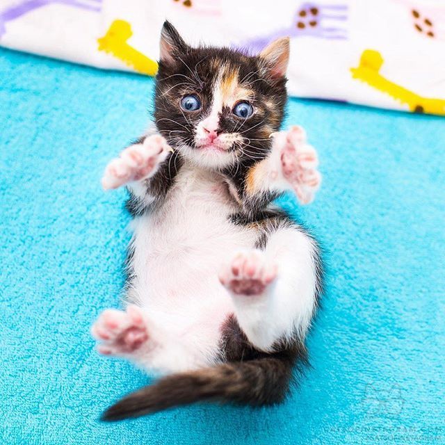 catsofinstagram:From @iamthecatphotographer: “Halp #rollypollyrosa” #catsofinstagram