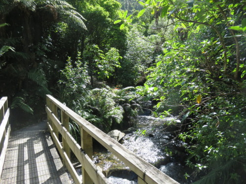 chesterlampkin: Bush walk to Birchville Dam, Upper Hutt #NewZealand. Feb. 2017