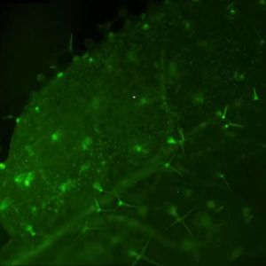 Bioluminescence Stimboard