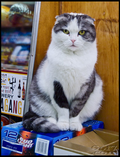 Bodega Kitty - NYC(via david6of7 ☺)