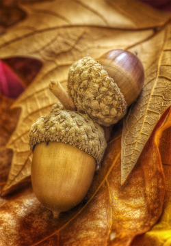 cascading-leaf:  HJackman_Week 43 - Theme: “Brown” Autumns Bounty by sumoetx on Flickr. 
