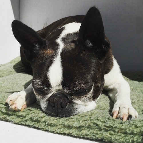 sun naps are the best naps ☀️