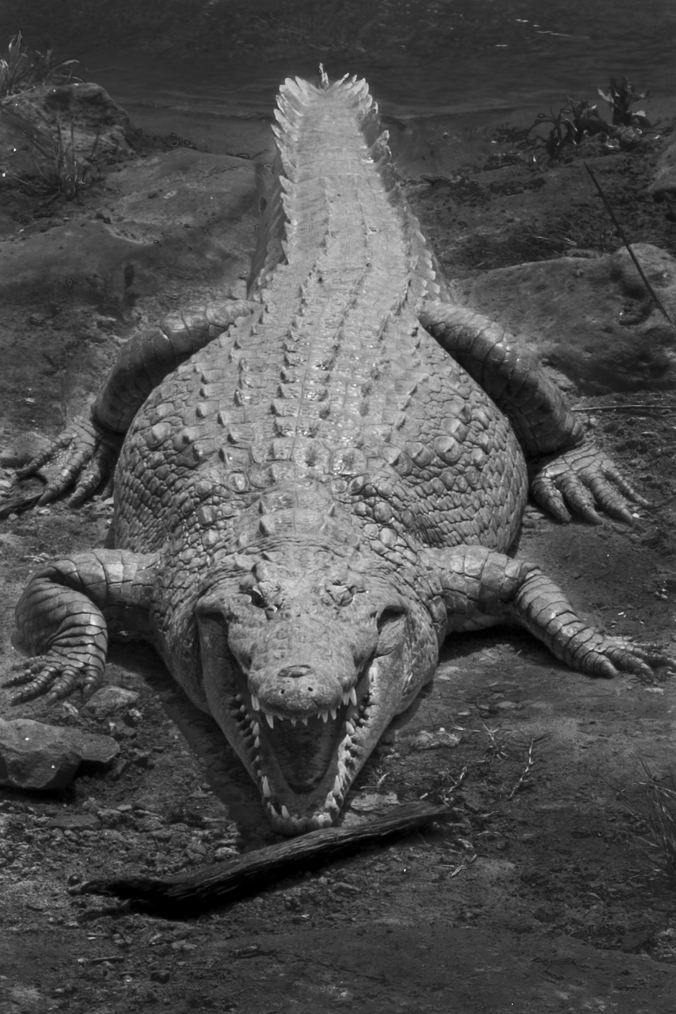 likeapassion74:  Terrifying Crocodile - Galana River - Tsavo National Park Kenya