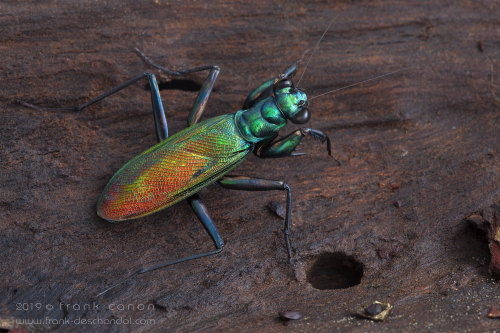 onenicebugperday:Iridescent bark mantis adults and nymphs,Metallyticus splendidus, Southeast AsiaAs 