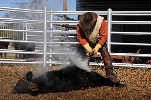 Cattle Branding Cowboy Texas DSC_9953 by Dallas Texas Photographer David Kozlowski on Flickr.For mor