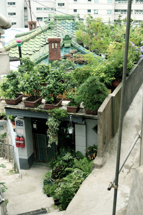 seoulwalk:창신동 옥상화원 Changsin-dong Roof-garden