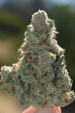 incredible-kush:  Indoor Strain: Green fire