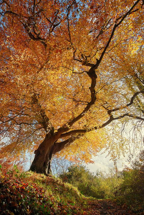 radivs:Belvoir Tree from Below R by Gerard Callaghan“This old tree in Belvoir Forest Park, Belfast, 