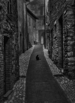 free-style-dreams: desdemona-d:  Il gatto non è mai stato colto in una posa che non fosse fotogenica. L.J. Braun    photo Pino Buongiorno   🎸🎼🎶♏…e non dormirebbe mai ,su di un libro mediocre  Sono entrambe delle verità &hellip;