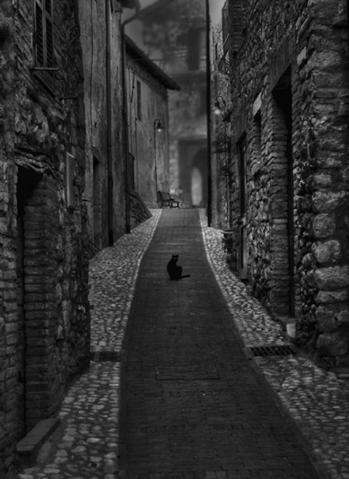 free-style-dreams: desdemona-d:  Il gatto non è mai stato colto in una posa che non fosse fotogenica. L.J. Braun    photo Pino Buongiorno   🎸🎼🎶♏…e non dormirebbe mai ,su di un libro mediocre  Sono entrambe delle verità …