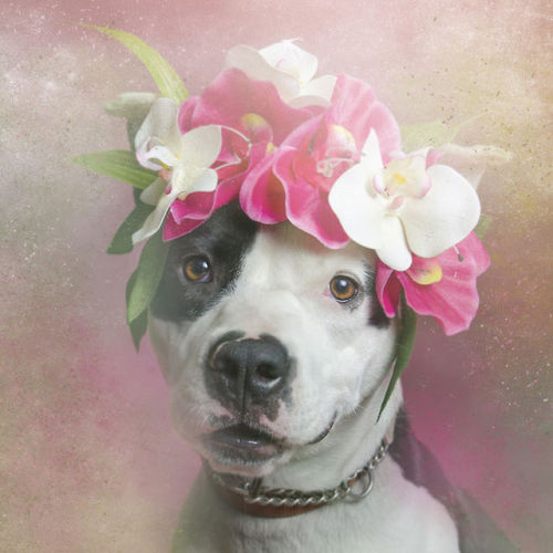 kidgarbage:  Flower Power - Sophie Gamand “Flower Power is about challenging myself to approach pit bulls with a fresh perspective and an open heart. I invite the viewer to do the same.“ [x] All dogs photographed are available for adoption in